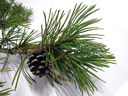swiss mountain pine (pinus mugo s.str.), leaves (needles), with seed cone. 2009-01-26, Pentax W60. keywords: pinus montana, berg-föhre, pin de montagne, pino nano, pino mugo